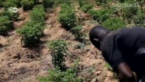 Helping-small-scale-farmers-in-Ghana-market-their-products