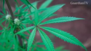 High-times-over-for-Swaziland-cannabis-farmers