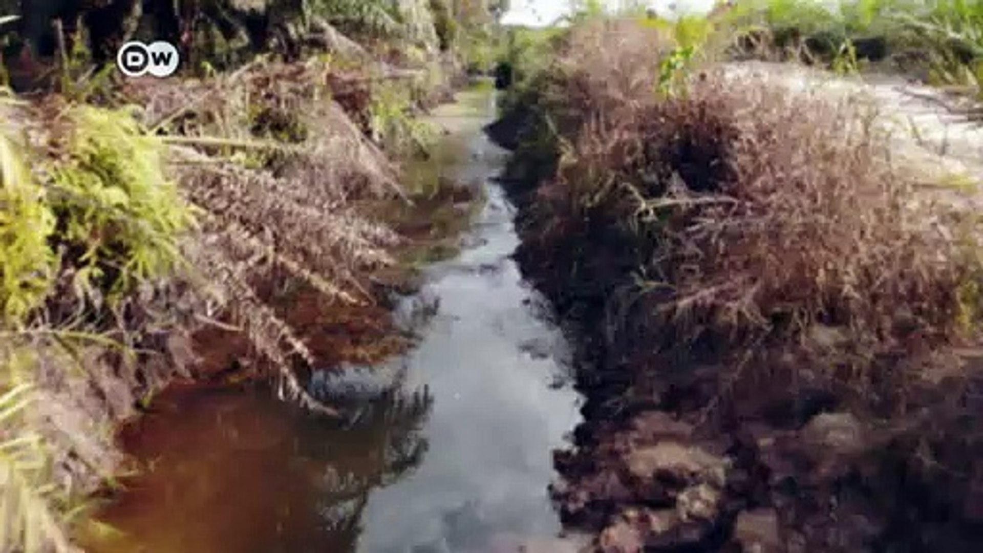 How-deforestation-can-lead-to-more-infectious-diseases