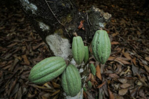 How-disease-and-destruction-are-choking-Ghanas-cocoa-supply