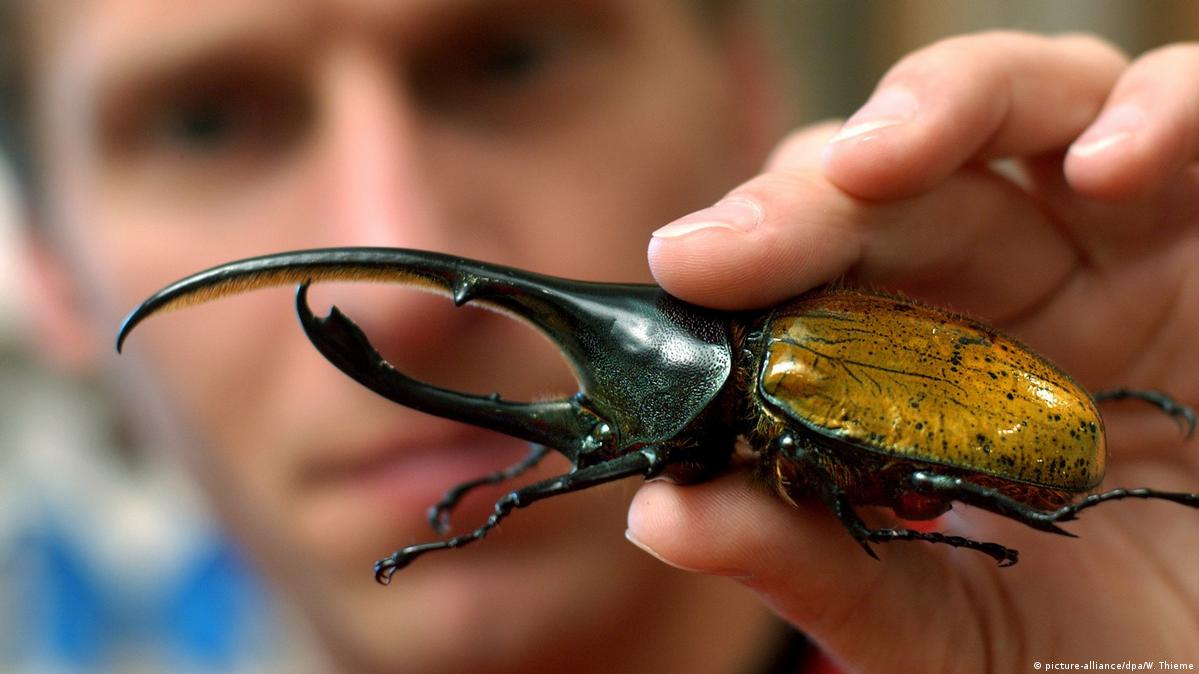 How-the-German-cockroach-conquered-the-world