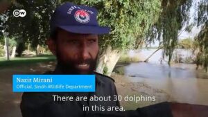 Hundreds-of-dead-dolphins-washed-up-on-French-coast