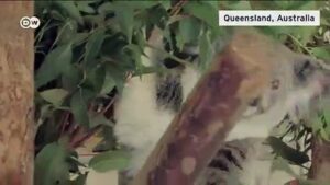 Hundreds-of-rare-koalas-feared-dead-in-Australian-bushfire