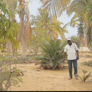 In-Senegal-a-master-of-permaculture-grows-a-lush-oasis-in-the-desert