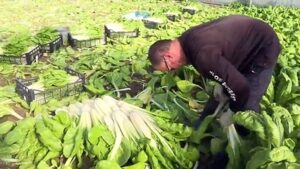 In-Spain-angry-farmers-mobilise-over-pitiful-prices