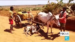 In-southern-Madagascar-people-are-dying-of-hunger