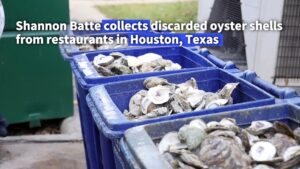 In-the-pearl-of-Texas-coast-oyster-shells-form-new-reefs