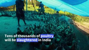 India-culls-tens-of-thousands-of-birds-over-avian-flu-outbreak
