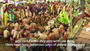 Indian-cow-dung-festival-celebrates-end-to-Diwali