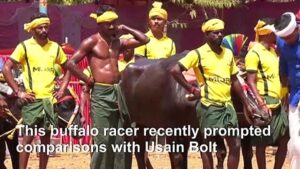Is-this-buffalo-racer-Indias-Usain-Bolt