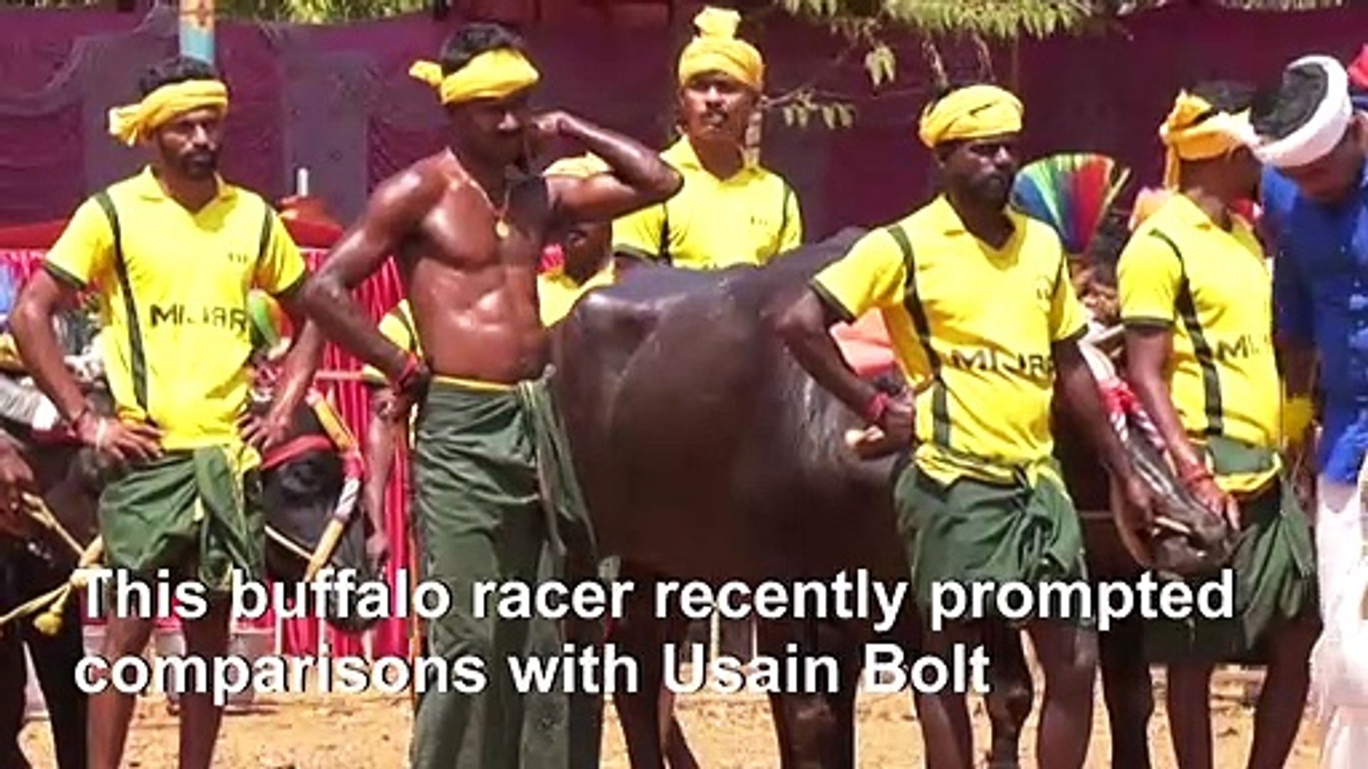 Is-this-buffalo-racer-Indias-Usain-Bolt