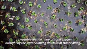 Japans-wasabi-producers-farm-green-gold