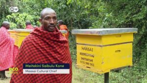 Kenya-Bees-not-cattle-for-the-Maasai