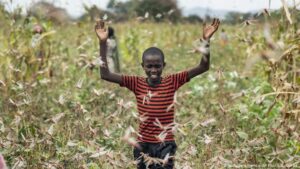 Kenyan-farmers-struggle-as-locusts-ravage-crops-again
