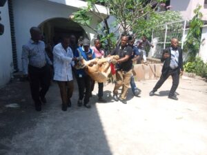 Lagos-Taskforce-tranquillizes-removes-lion-from-Indians-VI-residence