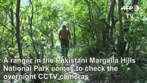 Leopards-spotted-in-Pakistan-capitals-park-as-virus-clears-way