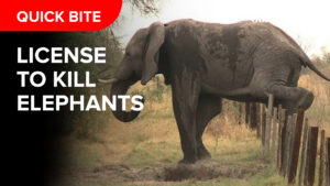 License-to-kill-elephants_-Thumbnail_