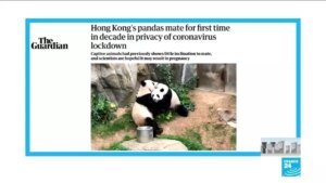Lockdown-spurs-Hong-Kong-pandas-to-finally-mate-after-a-decade