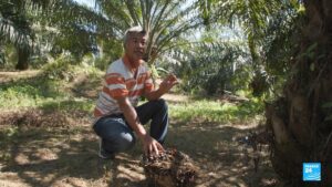 Malaysia’s palm oil industry struggles to comply with EU regulations