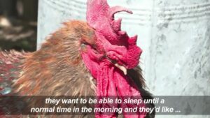 Maurice-the-noisy-cockerel-court-case-pushed-back