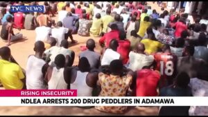 NDLEA-arrests-200-drug-peddlers-in-Adamawa