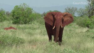 NGOs-react-to-a-near-total-ban-on-sending-wild-elephants-to-zoos