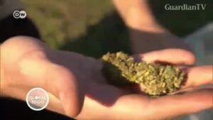 New-York-state-reduces-penalties-for-marijuana-possession