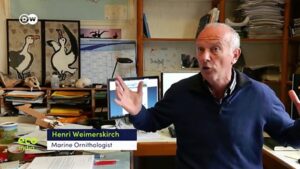New-Zealands-Royal-Cam-albatross-egg-hatches
