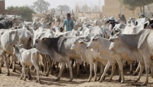 Nigeria-restricts-milk-importation-what-impact-will-this-have-on-its-consumer-goods-sector
