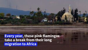 On-their-way-to-Africa-pink-flamingos-stop-over-in-Cyprus