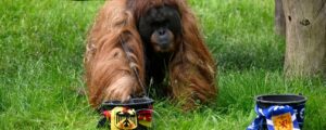 Orangutan backs Germany against Scotland in Euros