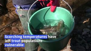 Oxygen-starved-fish-relocated-amid-drought-conditions-in-France