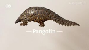 Pakistan-struggles-to-save-pangolins-from-poachers