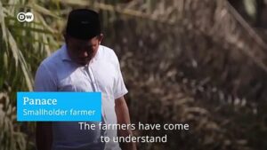 Palm-oil-industry-leaves-Indonesian-village-struggling-with-loss-and-regret
