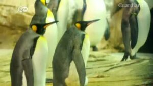 Panda-Meng-Meng-gives-birth-to-twins-in-Berlin-Zoo