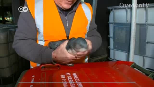 Penguins-break-into-New-Zealand-sushi-stall-again
