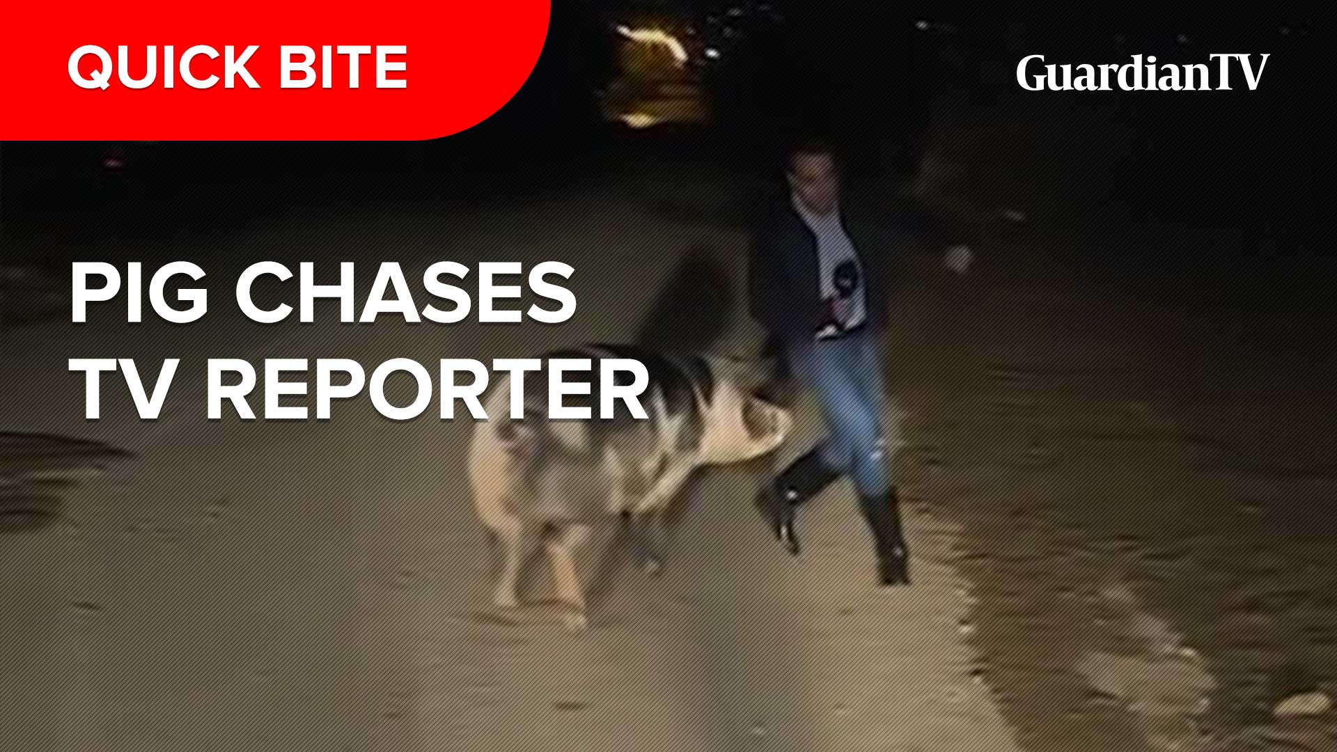 Pig-chases-TV-reporter_Thumbnail