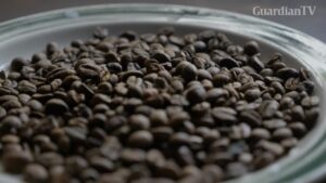 Plateau-States-untapped-coffee-market