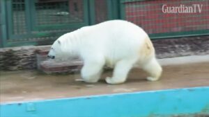 Polar-bear