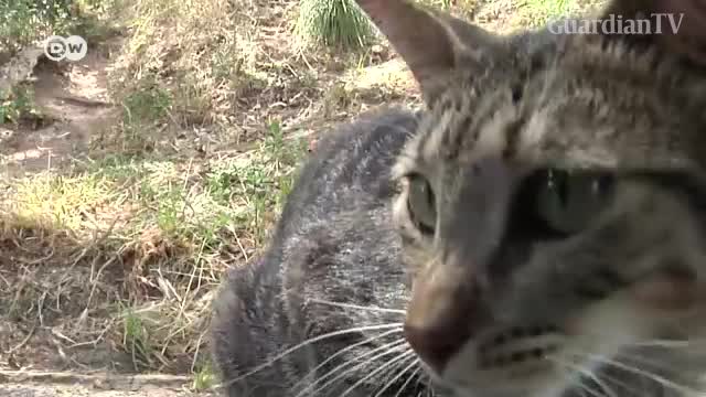 Portugal-Cats-on-Rat-Patrol