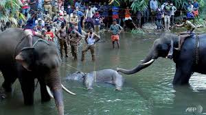 Pregnant-elephant-dies-in-India-after-eating-explosive-fruit-trap-1