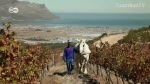 Protecting-the-environment-with-wine