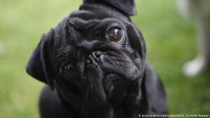 Pug-compensation-battle-opens-at-German-court