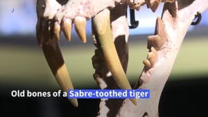 Rare-Sabre-toothed-tiger-skeleton-up-for-auction-in-Geneva