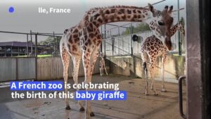 Rare-giraffe-calf-born-in-French-zoo