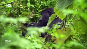 Rare-photos-of-infants-suggest-endangered-gorillas-may-be-making-a-comeback