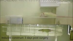 Rat