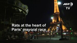 Rat-race-rodents-become-talking-point-of-Paris-polls