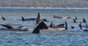 Rescue-under-way-to-save-180-stranded-whales-in-Australia