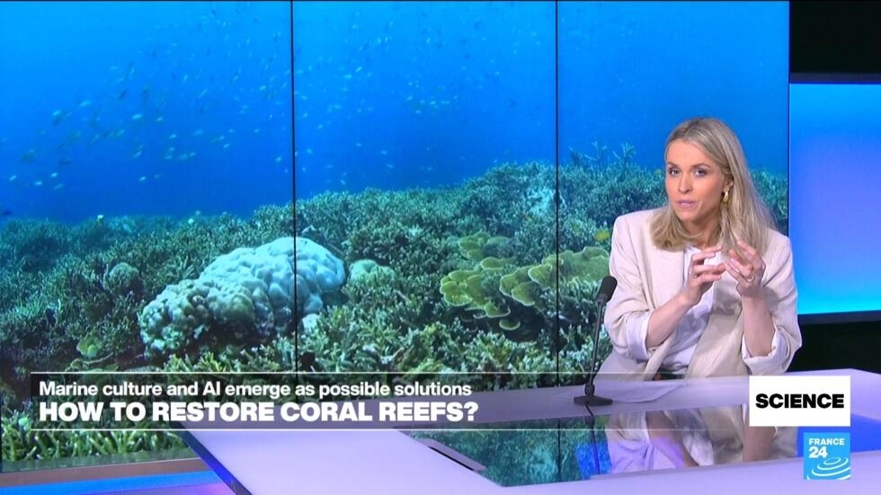 Restoring-coral-reefs-Marine-farms-and-AI-emerge-as-possible-solutions
